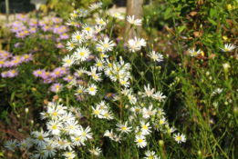 Aster 'Monte Cassino'Septemberkruid bestellen